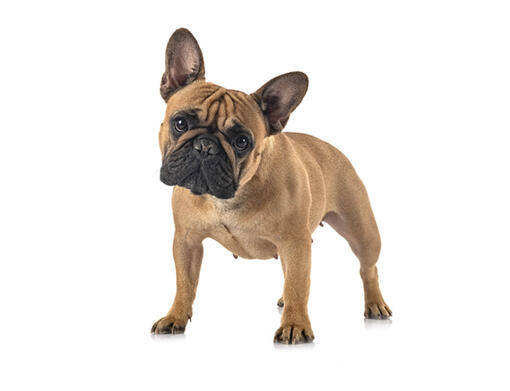 French Bulldog Dog Breed Information Purina