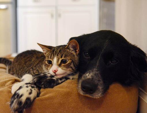 OUR BRANDS Cat and Dog mobile