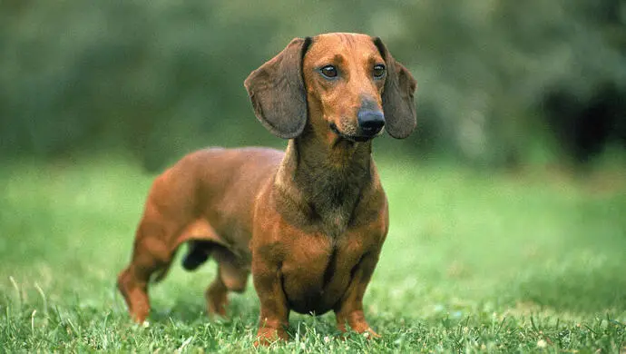 Sausage dog