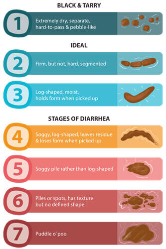 All About Dog Poop Dog Diarrhoea Colour And More Purina All About Dog Poop Dog Diarrhoea Colour And More Purina